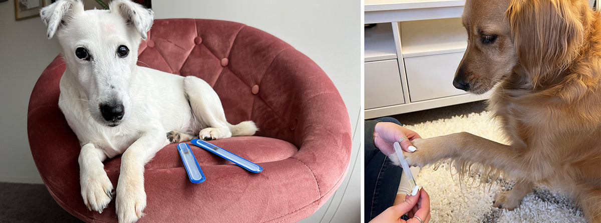The Purfect Pet File for Your Furry Friend – Bona Fide Beauty