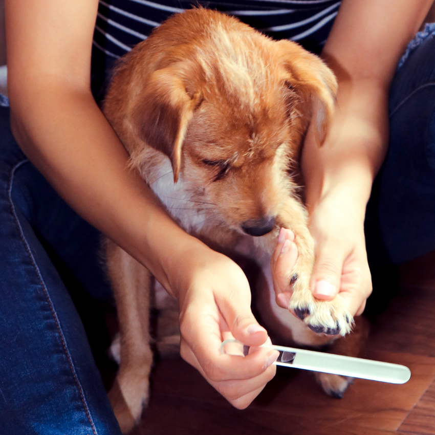 Pet Nail File - Gentle Glass File for Small Dogs, Cats, and Birds