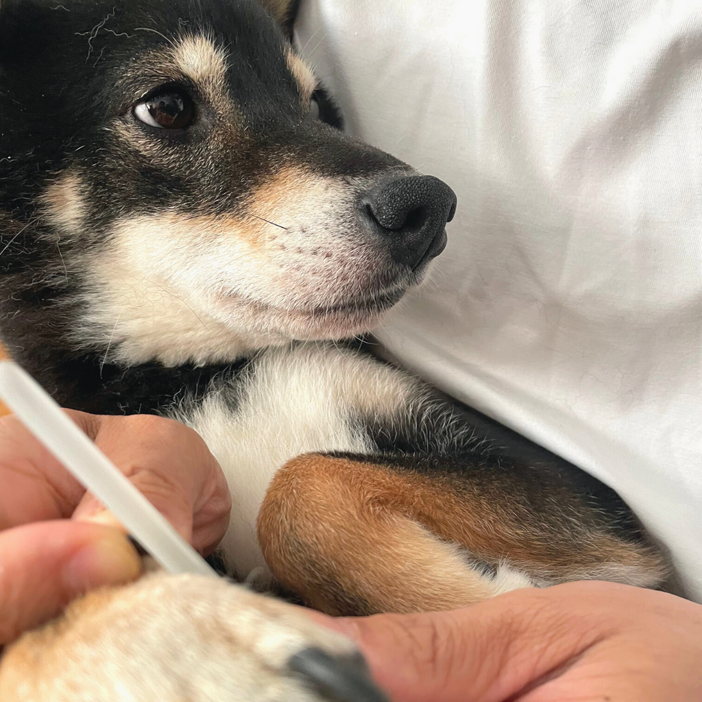 Pet clearance nail file